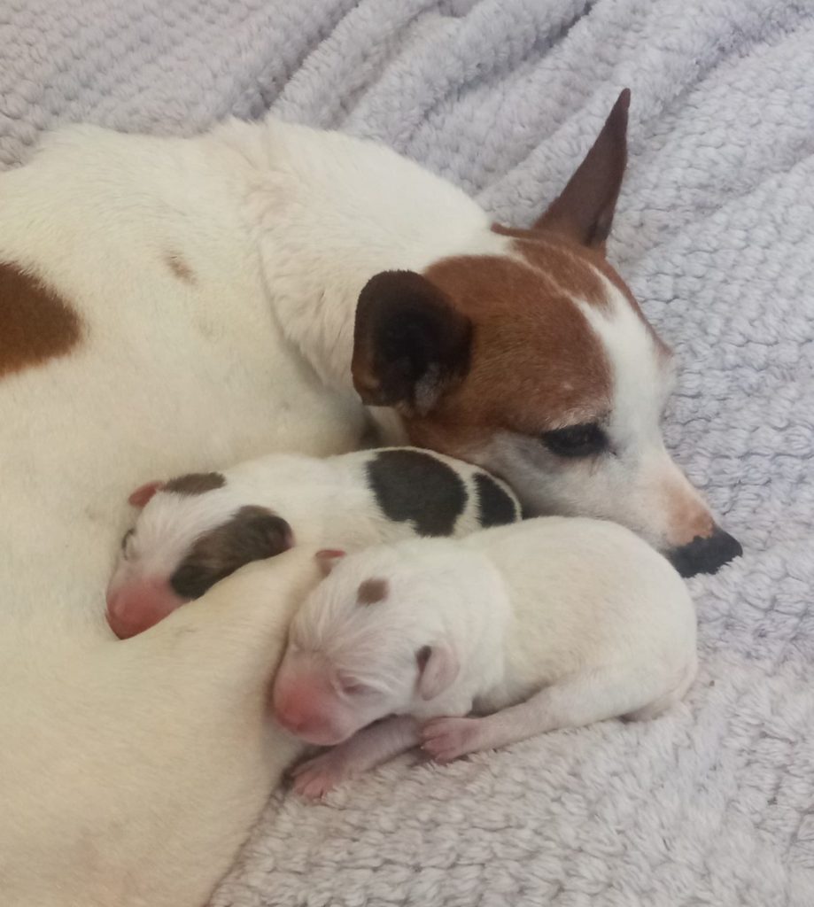 A pregnant dog, turned in to the local humane society where she had her puppies, with her days old puppies.