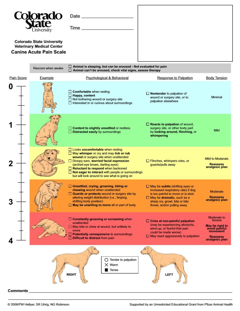 Canine Acute Pain Scale