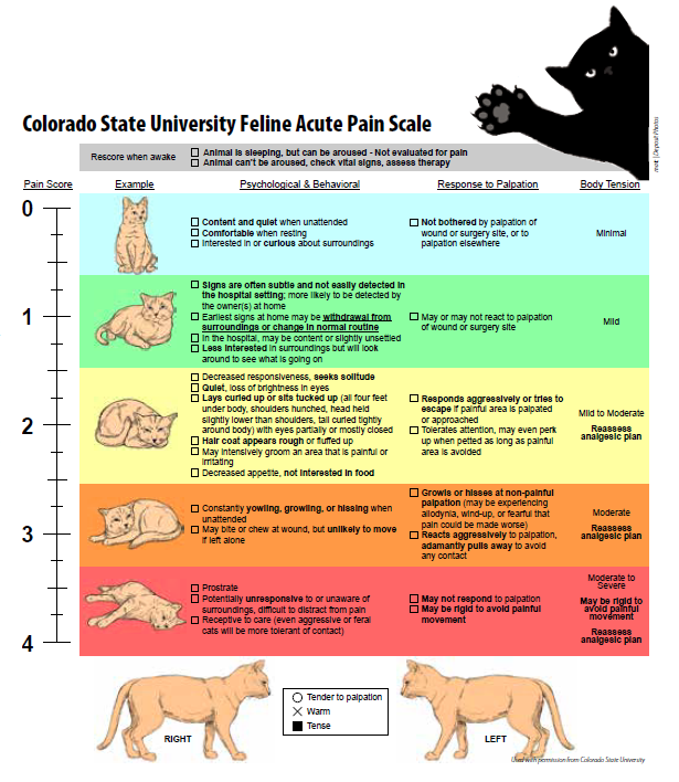 Feline Acute Pain Scale